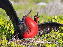 RF - Great frigatebird (Fregata minor) male, with gular sac inflated in courtship display at breeding colony, Cosmoledo Atoll, Seychelles. (This image may be licensed either as rights managed or royal...