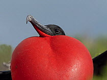 RF - Great frigatebird (Fregata minor) male, with gular sac inflated in courtship display at breeding colony, Cosmoledo Atoll, Seychelles. (This image may be licensed either as rights managed or royal...