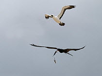 RF - Great frigatebird (Fregata minor) in flight, harassing a Masked booby (Sula dactylatra). The Great frigate bird catching fish regurgitated by Masked booby as it escapes, Cosmoledo Atoll, Seychell...