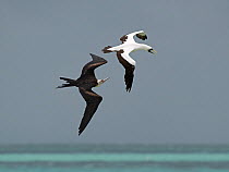 RF - Great frigatebird (Fregata minor) in flight, pirating a Masked booby (Sula dactylatra), Cosmoledo Atoll, Seychelles. (This image may be licensed either as rights managed or royalty free.)