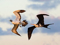 RF - Great frigatebird (Fregata minor) in flight, harassing a Masked booby (Sula dactylatra), Cosmoledo Atoll, Seychelles.(This image may be licensed either as rights managed or royalty free.)