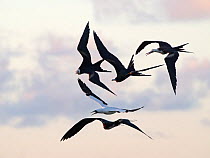 RF - Flock of Great frigatebirds (Fregata minor) in flight pirating a Masked booby (Sula dactylatra). Frigatebirds harrassing the Booby from below until it eventually regurgitates its fish to escape,...