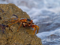Natal lightfoot crab (Grapsus tenuicrustatus) resting on rocks along the shore, Wizard Island, Cosmoledo Atoll, Seychelles.