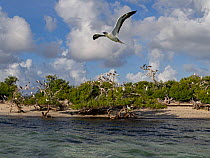 Red-footed booby (Sula sula) in flight with breeding colony perched in trees along the shore behind, Grand Polyte, Cosmoledo Atoll, Seychelles.