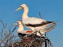 Red-footed booby (Sula sula) pair on nest at breeding site,  Grand Polyte, Cosmoledo Atoll, Seychelles.