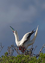 Red-footed booby (Sula sula) male, perched in tree performing courtship display, Grand Polyte, Cosmoledo Atoll, Seychelles.