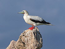 Red-footed booby (Sula sula) perched on rock, Grand Polyte, Cosmoledo Atoll, Seychelles.