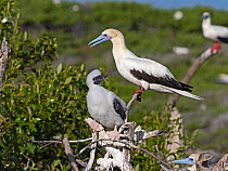 Red-footed booby (Sula sula) perched in tree with chick at large breeding colony, Cosmoledo Atoll, Seychelles.