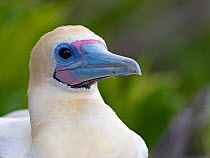 Red-footed booby (Sula sula) head portrait, Cosmoledo Atoll, Seychelles.