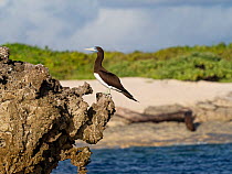Brown booby (Sula leucogaster) perched on coastal rocks, Cosmoledo Atoll, Seychelles.