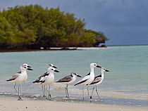 Flock of Crab plovers (Dromas ardeola) walking along shore, Wizard Island, Cosmoledo Atoll, Seychelles.