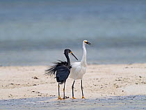 Dimorphic egret (Egretta dimorpha) pair, white and black morphs, standing at the shore, Wizard Island, Cosmoledo Atoll, Seychelles.