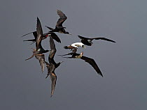 Flock of Great frigatebirds (Fregata minor) in flight pirating a Masked booby (Sula dactylatra). Frigatebirds harrassing the Booby from below until it eventually regurgitates its fish to escape, Cosmo...