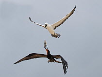 Great frigatebird (Fregata minor) in flight, harassing a Masked booby (Sula dactylatra). The Great frigate bird catches fish regurgitated by Masked booby as it escapes, Cosmoledo Atoll, Seychelles.