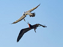 Great frigatebird (Fregata minor) in flight, harassing a Masked booby (Sula dactylatra). The Great frigate bird catches fish regurgitated by Masked booby as it escapes, Cosmoledo Atoll Aldabra group,...