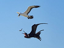 Great frigatebird (Fregata minor) in flight, harassing a Masked booby (Sula dactylatra). The Great frigate bird catches fish regurgitated by Masked booby as it escapes, Cosmoledo Atoll Aldabra group,...