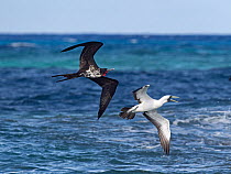 Great frigatebird (Fregata minor) in flight pirating a Masked booby (Sula dactylatra), harassing the Booby from below until it regurgitates its fish to escape, Cosmoledo Atoll Aldabra group, Seychelle...