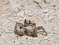 Horned ghost crab (Ocypode ceratophthalmus) predating on a Hermit crab, Wizard Island Cosmoledo Atoll, Seychelles.