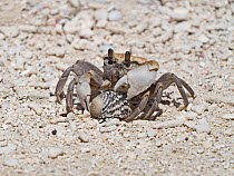 Horned ghost crab (Ocypode ceratophthalmus) predating on a Hermit crab, Wizard Island Cosmoledo Atoll, Seychelles.