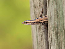 Seychelles skink (Trachylepis seychellensis) peering out from gap in wooden post, Wizard Island, Cosmoledo Atoll, Seychelles.