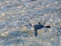 Green turtle (Chelonia mydas) hatchling swimming out into lagoon, Cosmoledo Lagoon, Cosmoledo Atoll, Seychelles, Indian Ocean. Endangered.