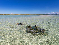 Fish Aggregating Device (FAD) washed up in lagoon, Cosmoledo Atoll, Seychelles, Indian Ocean. April, 2023. FAD's are floating platforms cast adrift in the ocean by trawlers that attract small fis...