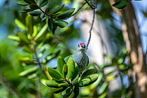 Many-colored fruit-dove (Ptilinopus perousii) female, perched in tree with a berry in beak, Turtle Island, Yasawa Islands, Fiji.