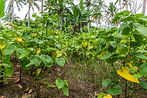 Kava (Piper methysticum) plantation, in the interior of Viti Levu, Fiji.