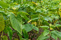 Kava plant (Piper methysticum) crop growing in the interior of Viti Levu, Fiji.
