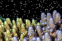 Acropora hard coral releasing gametes (egg and sperm packages) into the ocean at night, Coral Coast, Viti Levu, Fiji, Pacific Ocean.