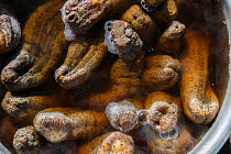 Herrmann's sea cucumbers (Stichopus herrmanni) cooking in a pot, Central Division, Viti Levu, Fiji.