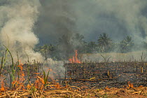 Smoke and fire across burning Sugar cane fields after the harvest, Vanua Levu, Fiji. October, 2019.