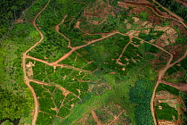 Aerial view of a Ginger (Zingiber officinale) farm in the interior of Viti Levu, Serua Province, Viti Levu, Fiji. March, 2022.