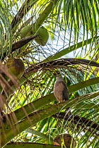 Fiji goshawk (Accipiter rufitorques) perched in Palm tree (Arecaceae), University of the South Pacific Campus, Suva, Viti Levu, Fiji.