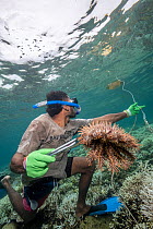 A community member of Soliyaga village snorkelling underwater and removing Crown-of-thorns starfish (Acanthaster planci) from the reef, Beqa Island, Fiji, Pacific Ocean. April, 2022.