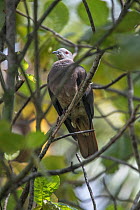 Barking imperial pigeon (Ducula latrans) perched in tree, Colo-i-Suva Forest park, near Suva, Viti Levu, Fiji.