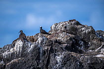 Three Black noddys (Anous minutus) perched on rocks, near Dravuni Island, northern Kadavu, Fiji.