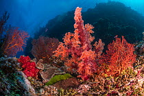 Colorful red soft coral (Alcyonacea) and several Sea fans (Gorgonia sp.) and Sponges (Porifera) on coral reef at Yellow Mellow, a famous dive site in the Vatu-i-Ra Conservation Park located between Vi...
