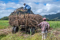 Two Indo-Fijian sugar cane farmers loading crop of harvested Sugar-cane (Saccharum sp.) on to truck, Vanua Levu, Fiji. August, 2019.