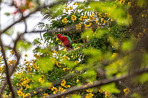 Crimson shining-parrot (Prosopeia splendens) perched in tree feeding on flowers, Turtle Island, Yasawa Islands, Fiji.