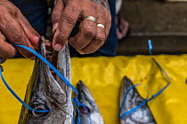 A fish vendor showing the teeth of a Barracuda (Sphyraena sp.) on a market stall in Suva fish market, Suva, Fiji. October, 2018.