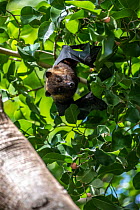Insular flying fox (Pteropus tonganus) hanging in tree during the day, Turtle Island, Yasawa Islands, Fiji.