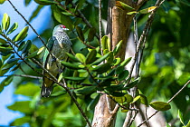Many-colored fruit-dove (Ptilinopus perousii) female, perched in tree, Turtle Island, Yasawa Islands, Fiji.