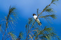 Fiji woodswallow (Artamus mentalis) perched on branch against blue sky, Turtle Island, Yasawa Islands, Fiji.