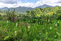 Taro / Dalo (Colocasia esculenta) plantation located in the interior of Viti Levu near Naraqawai village, Namosi Province, Viti Levu, Fiji. March, 2023.
