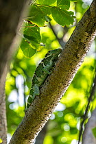 Fiji crested iguana (Brachylophus vitiensis) resting on tree branch, Yadua Taba Island, National Trust of Fiji reserve, Fiji Islands. Critically endangered.