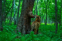 Siberian tiger (Panthera tigris altaica) licking scent marked tree in forest, Land of the Leopard National Park, Russian Far East. Endangered. Taken with remote camera. June.