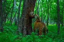 Siberian tiger (Panthera tigris altaica) scent marking tree in forest by rubbing chin against it, Land of the Leopard National Park, Russian Far East. Endangered. Taken with remote camera. June.