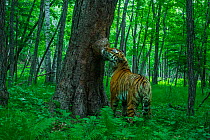 Siberian tiger (Panthera tigris altaica) scent marking tree in forest, by rubbing cheek against it, Land of the Leopard National Park, Russian Far East. Endangered. Taken with remote camera. June.