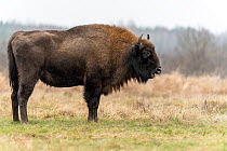 European bison (Bison bonasus) cow standing in field beside forest, Bialowieza Forest UNESCO World Heritage Site, Poland. January.